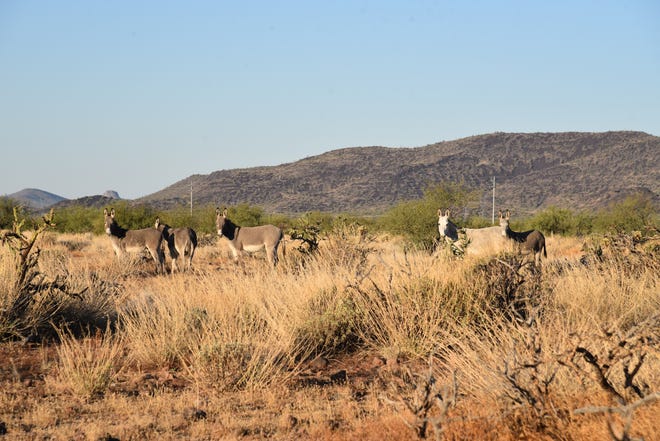 Wild burros on the Biscuit Flat segment of the Black Canyon National Recreation Trail near Phoenix.