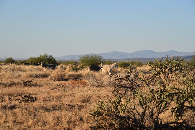 An uncommon white burro on Biscuit Flat, part of the Black Canyon National Recreation Trail near Phoenix.