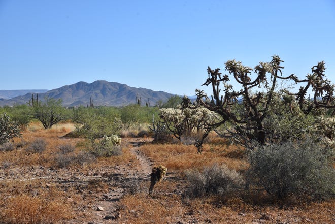 Cholla cactus are abundant along the Biscuit Flat segment of the Black Canyon National Recreation Trail near Phoenix.