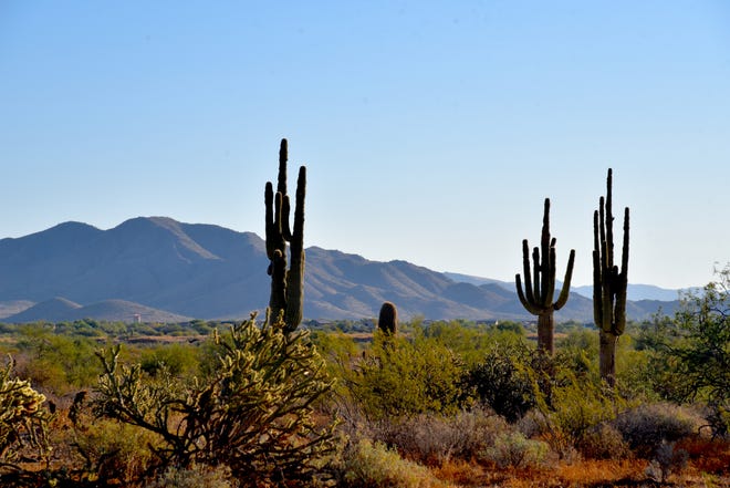 Saguaros and mountain views on the Biscuit Flat segment of the Black Canyon National Recreation Trail near Phoenix.