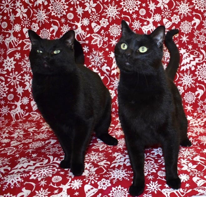 Interested in adopting Jaskier and Geralt? Please call Sun Cities 4 Paws Rescue at 623-876-8778 after 10 a.m. Tuesdays-Saturdays.