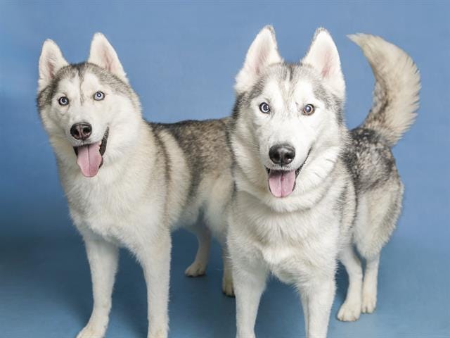 Want to adopt Loki and Beowulf? Please visit azhumane.org/adopt.